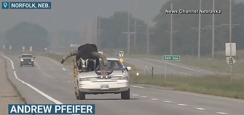 Car with giant bull as passenger pulled over by Nebraska police