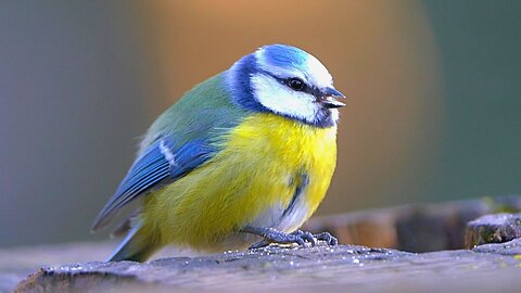 Blue Tit Eating Oat Flakes on a Tree Stump