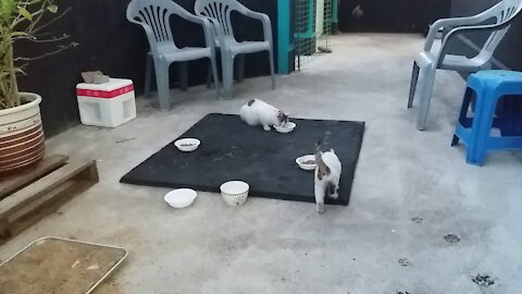 A kitten who is interested in a white cat with a long tail.(63day old cat - part8)