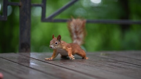 Adorable Squirrel on a Wooden Adventure 🐿️🌲 | Nature's Playtime"