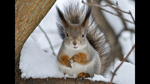 Squirrel from the park suffers from fleas