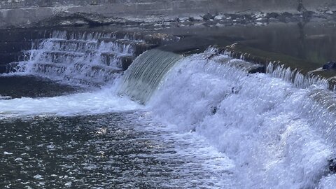 Salmon run Humber River 2022 edition 42