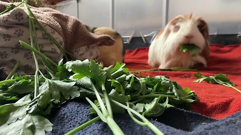 Guinea pigs and the disappearing parsley 🌿