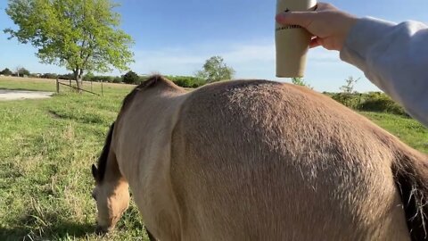 Horses Not Eating Good Hay, Why? Visiting With The Critters