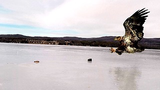 GoPro footage displays eagle hunting fish from frozen lake