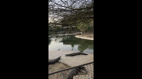 Crocodile park dubai