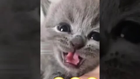 Super cutest kittens meowing #petsandwild #cats2022 #kittens2022