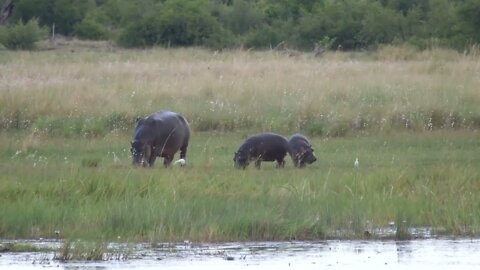 Hippos grazing next a lake at Khaudum National Park, Namibia