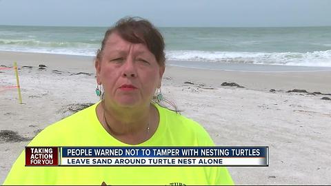 Tourists warned not to tamper with nesting turtles on Anna Maria Island