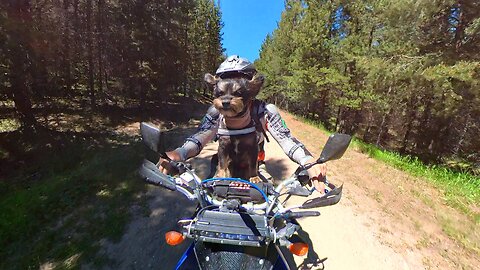 Dog on her Motorcycle.