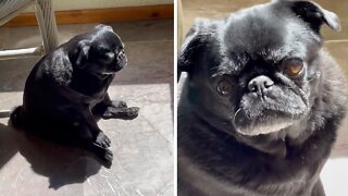 Pup finds perfect spot to chill in the sun