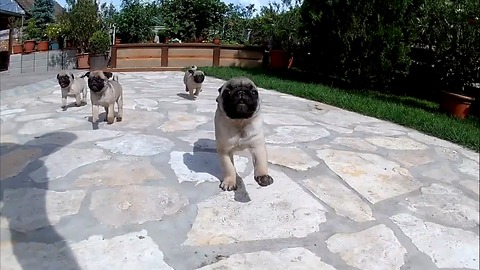 Pug puppies so cutes