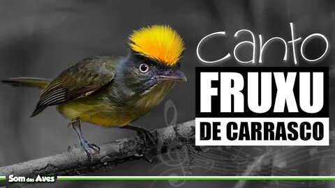 Canto dos Pássaros da Floresta Amazônica - FRUXU DE CARRASCO