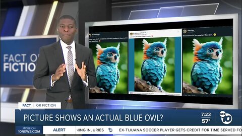 Fact or Fiction: Picture shows blue owl with cat-like whiskers?