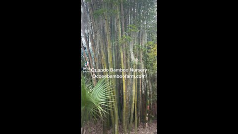 Orlando Bamboo Nursery Ocoee Bamboo Farm 407-777-4807