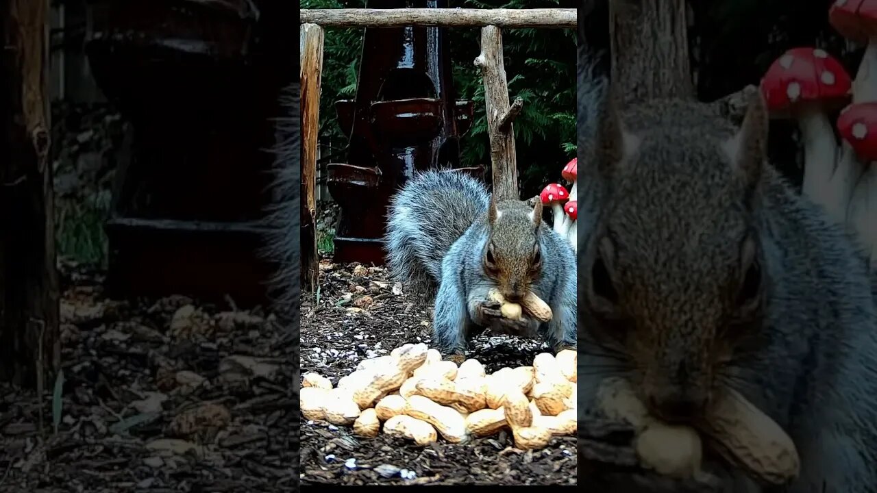 Peanut Grab of the Week - 10 #funnyanimals #nature #shorts