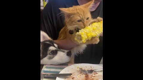 Cat Can't Stop Eating Corn