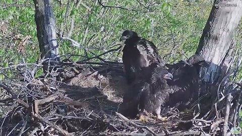 Hays Bald Eagles Dad drops food H16 H17 H18 try for some2022 05 08 8:23am