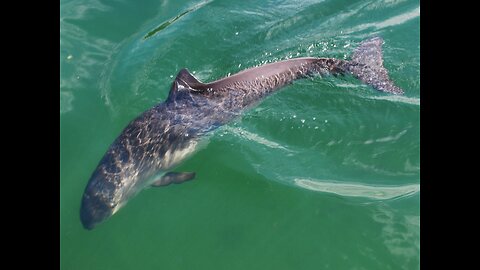 The Great Dall's porpoise is a small