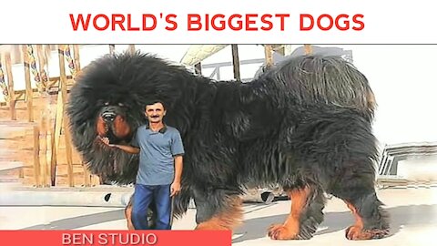 WORLD'S BIGGEST DOGS