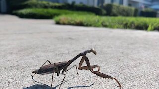 Praying Mantis