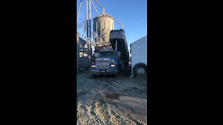 1993 Ford LTL 9000 dumping Corn