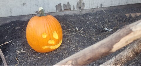 How to Carve a Pumpkin