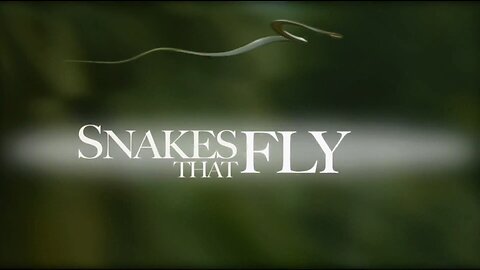 'Snakes That Fly' - Documentary HD - 2011