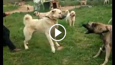 Giant Kangal Shepherd Dog Vs