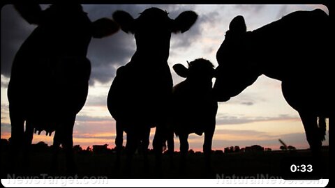 Tens of thousands of dead cows sprawled across the desert area in Rajasthan