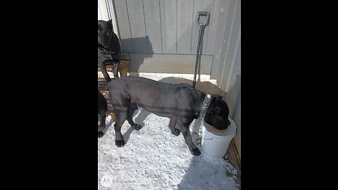 Cane Corso Brother and Sister Rivalry