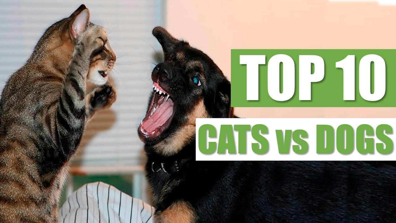 Cat Vs Post TOP 10 CATS vs DOGS