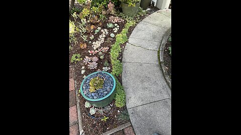 Getting out into my Friends small & young succulent bed for a Spring re-fresh! Looking much better!