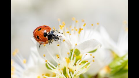 Ladybug Drinking Water Hydrate Nature Beetle