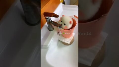 छोटा सा कुत्ता पानी पी रहा है😳Mini Dog Drinking Water👈