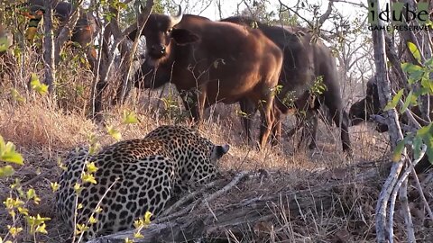 Leopard Watching Buffalo