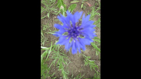 Cornflower Tea Cornflower Sept 2022