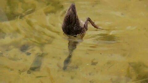 Newborn ducklings on water by the lake shore8454