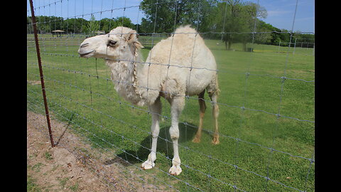 West Sandy Creek Winery/ Farm-Camel