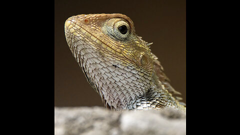 Extraordinary baby lizard moving shot