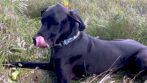 Great Dane Devours Giant Cucumber In Daily Garden Raid