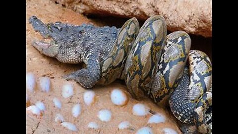 Big Snake Fights Alligator