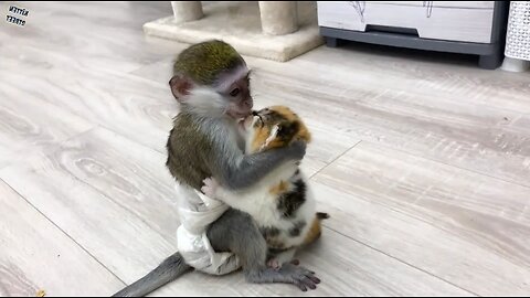 monkey baby taking care of kitten