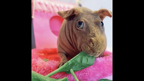 Pinky the Skinny Pig