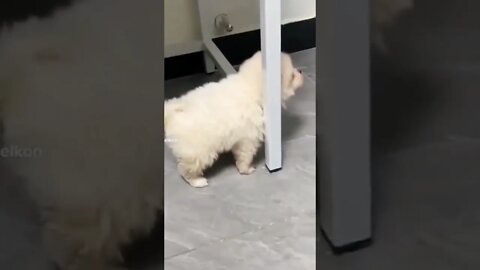 Beautiful puppy trying to cross 🤣🤣