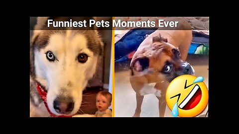 That crazy moments of pets 🤣🤣💖