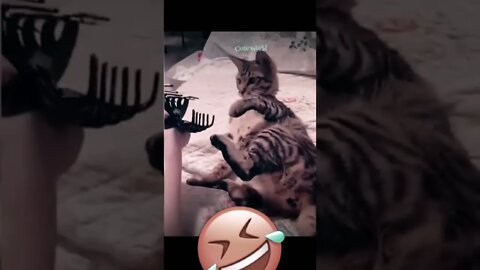 Cat vs Hair clip. #funnyvideo #cat #entertainment #like #subscribe #support #thankyouforwatching