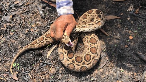 Cobra Catching TV: Dig a cave to catch a Snake Episode 14| How to catch Malayan Pit viper