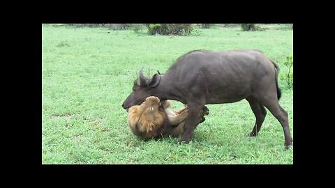 EXTREMELY RARE!!! Fearless Male Lion attacks Buffalo Herd, ALONE!!!