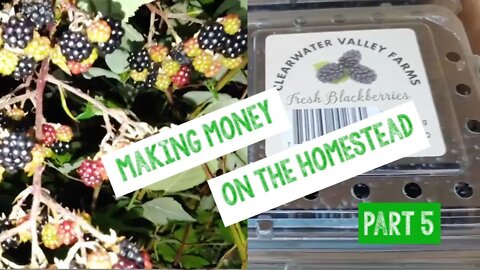 Making Money Blackberries Part 5